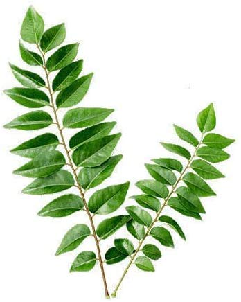 BSD Organics Curry Leaves/Karuveppillai Dried Leaves Powder