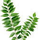 BSD Organics Curry Leaves/Karuveppillai Dried Leaves Powder